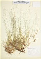 藏品(單花亂子草)的圖片